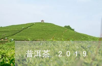 普洱茶 2019/2023041206859